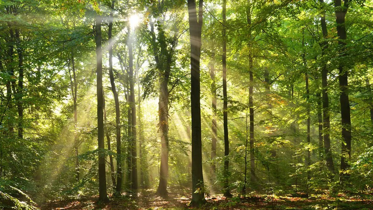 Atelier Respiration : Forêt'Spirer