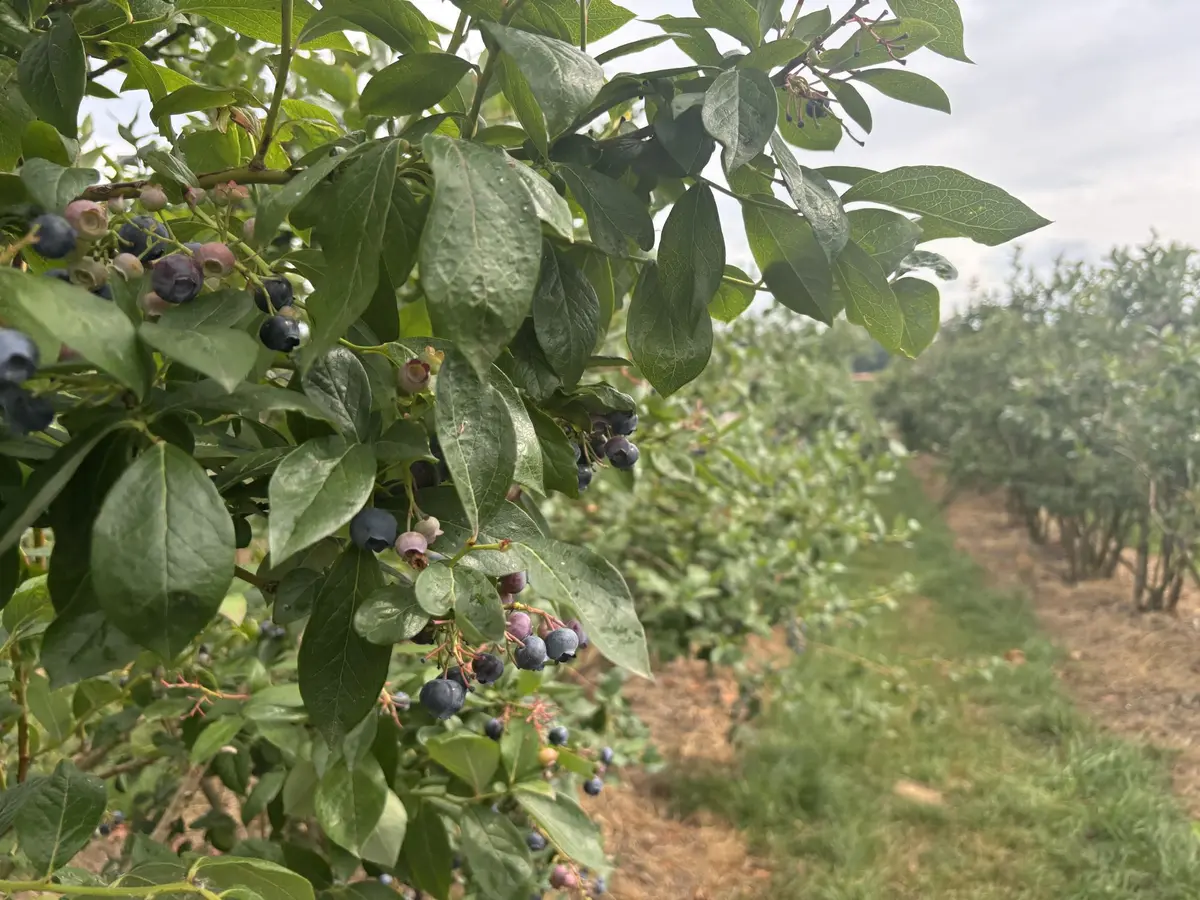 Visite guidée de la culture de myrtilles à la Ferme Brand-Arbogast