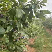 Visite guidée de la culture de myrtilles à la Ferme Brand-Arbogast