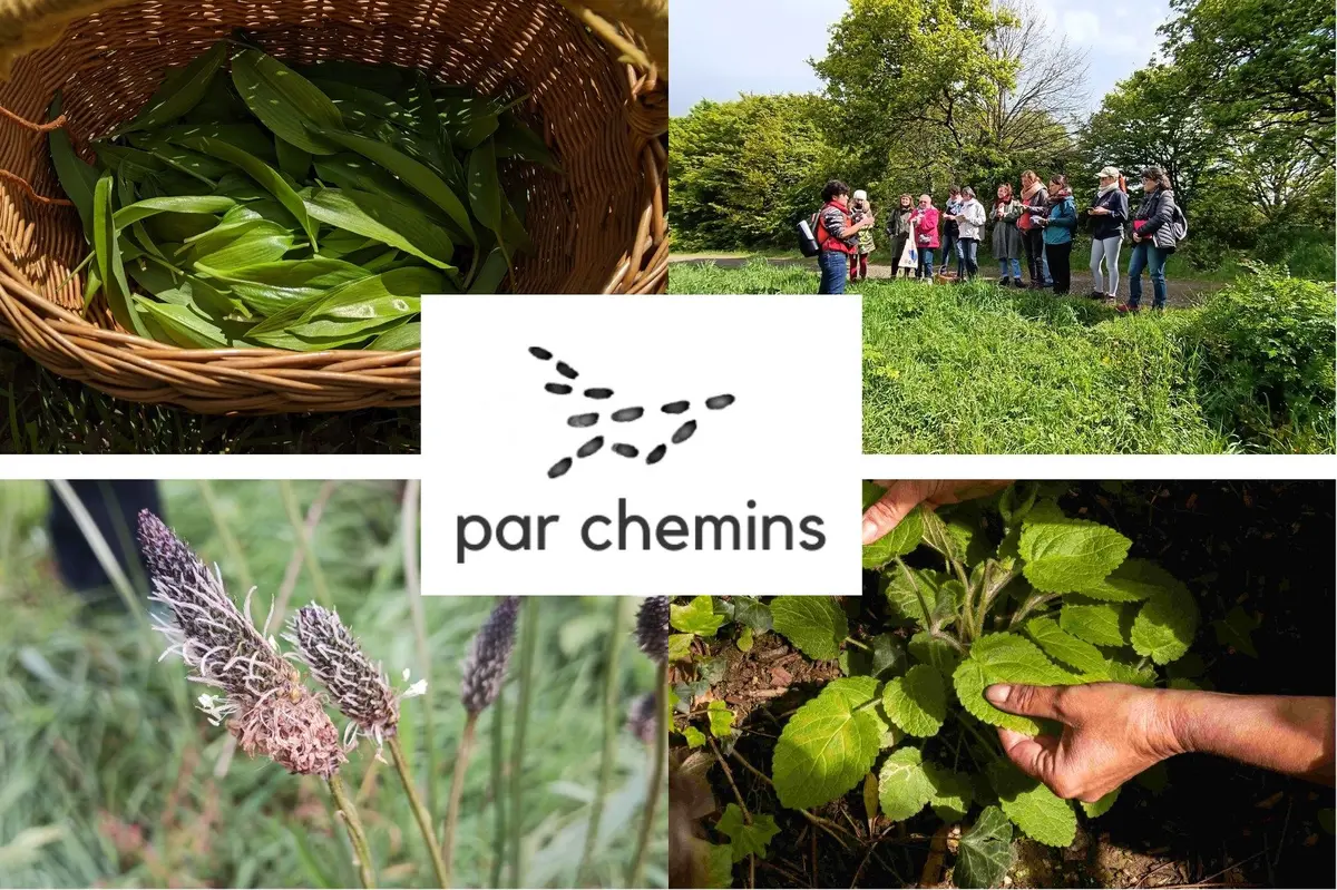 Balade-découverte des plantes sauvages comestibles
