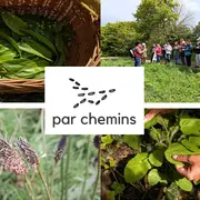 Balade-découverte des plantes sauvages comestibles