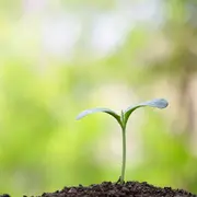 Atelier : création d'un jardin médicinal 