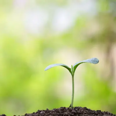 Atelier : création d'un jardin médicinal 