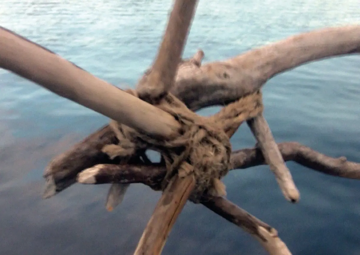 Ciel, Ruisseau, Racines