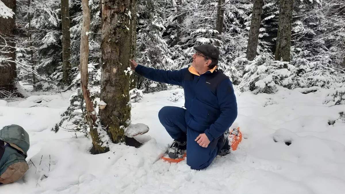 Sortie en forêt d’altitude, à la recherche de vie animale