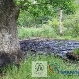 Sortie guidée « Trésors cachés en forêt d’exception » 