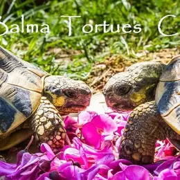 Exposition de tortues