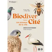BiodiverCité. Les animaux de la ville