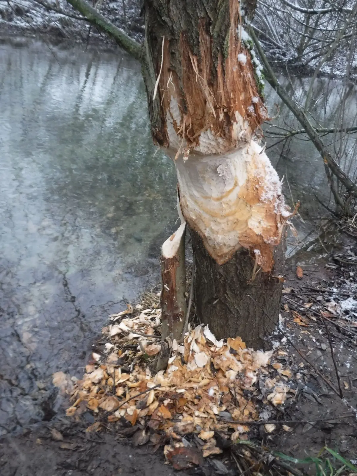 Visite guidée : le castor