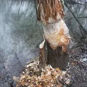 Visite guidée : le castor