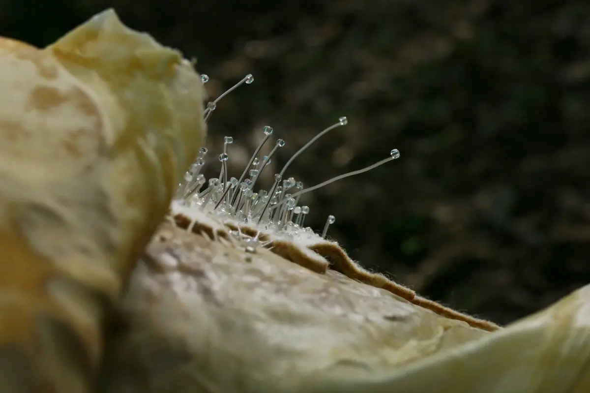 Exposition Empreintes et la terre