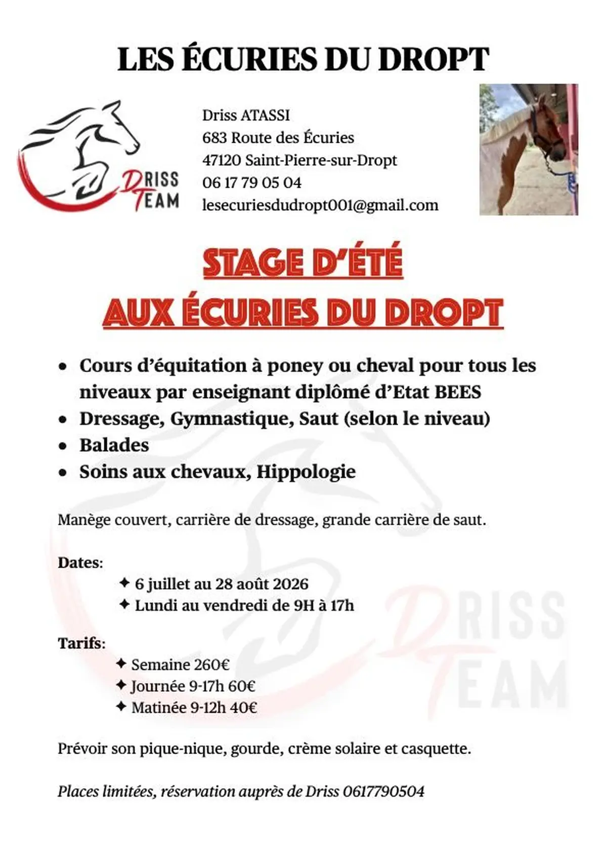 Stage équitation d'été (poney ou cheval)