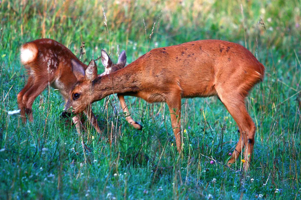 Balade nature : À la rencontre du Chevreuil 