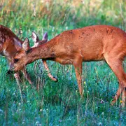 Balade nature : À la rencontre du Chevreuil 