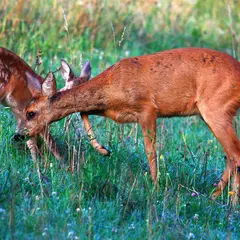 Balade nature : À la rencontre du Chevreuil 