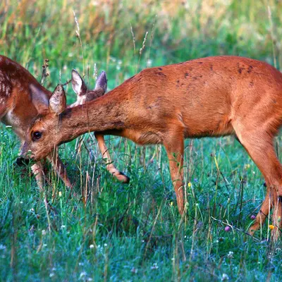 Balade nature : À la rencontre du Chevreuil 