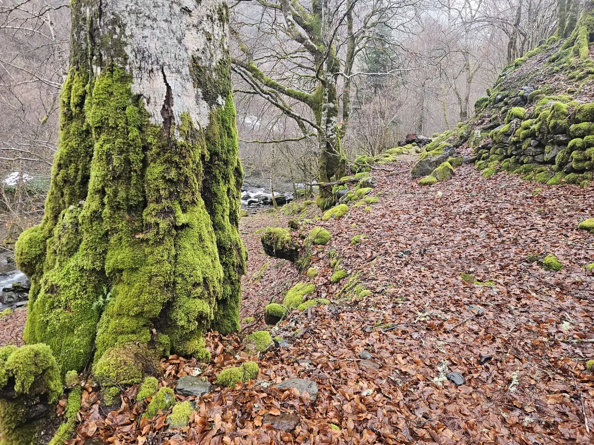 Séjour Sur les pas de l'ours