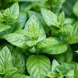 Atelier - Reconnaissance des plantes comestibles
