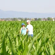 À la découverte des champs de maïs