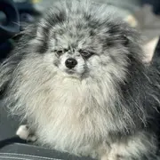 Salon du chiot et du bien -être animal 