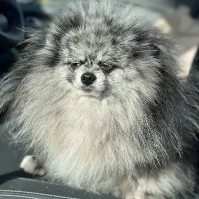 Salon du chiot et du bien -être animal 