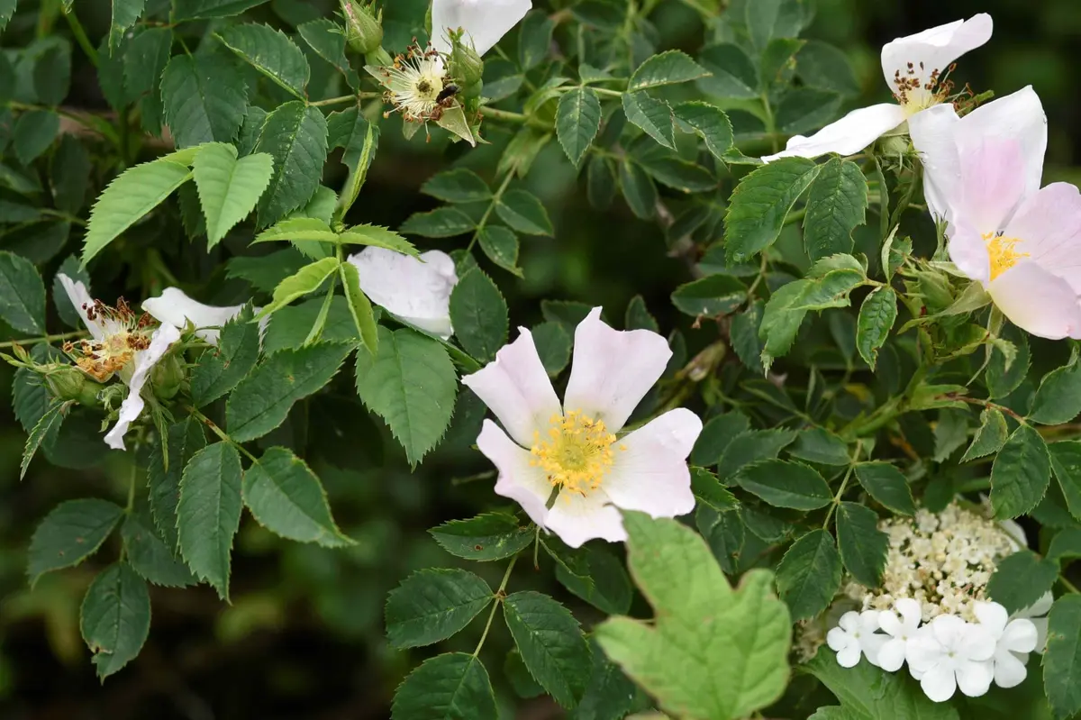 Les mercredis du Parc – Balade découverte des plantes sauvages