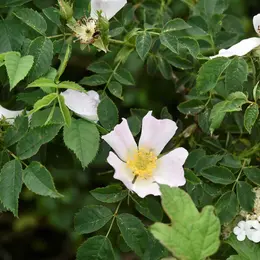 Les mercredis du Parc – Balade découverte des plantes sauvages