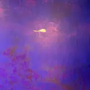 Dany Albiach, Mémoires Fugitives