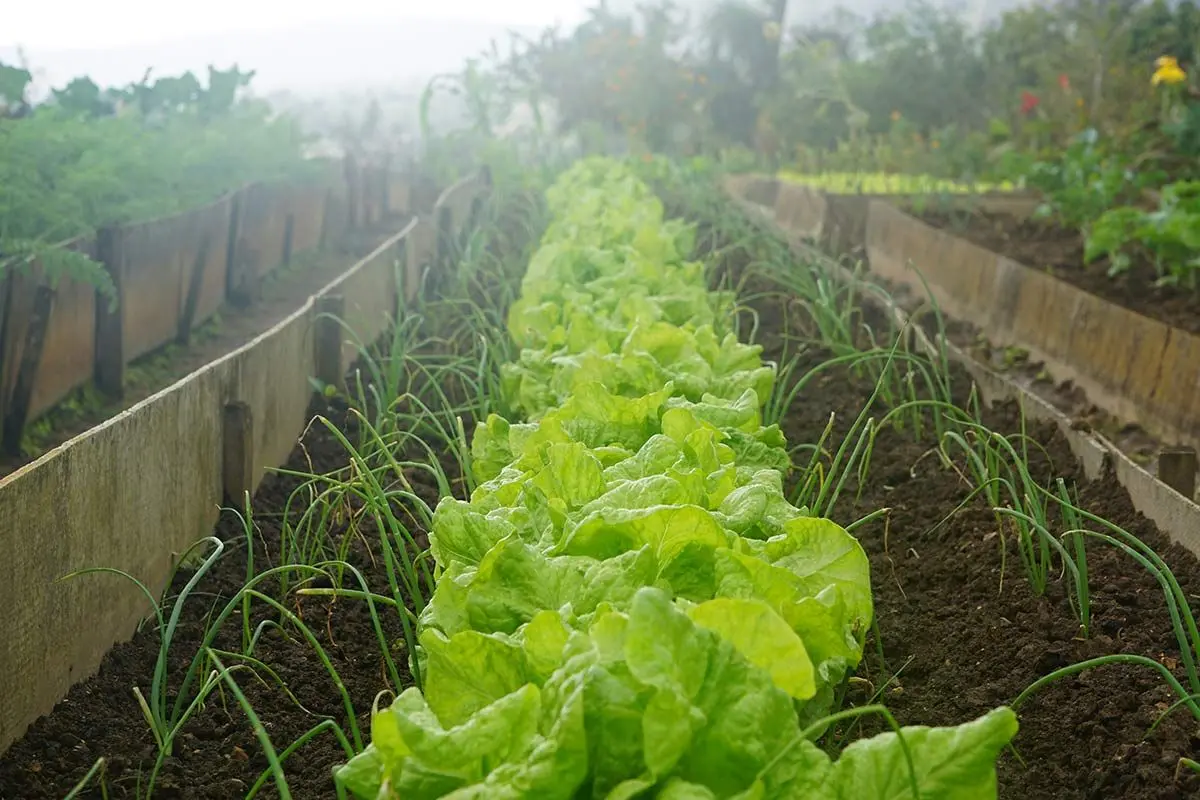 Quelles innovations agricoles pour répondre à la crise écologique ?