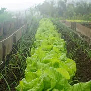 Quelles innovations agricoles pour répondre à la crise écologique ?