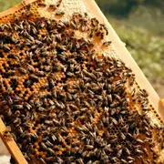 A la découverte des abeilles au Rucher du Lys