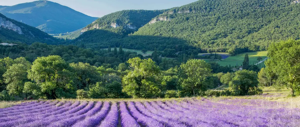 L'essentiel de Lavande