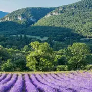 L'essentiel de Lavande