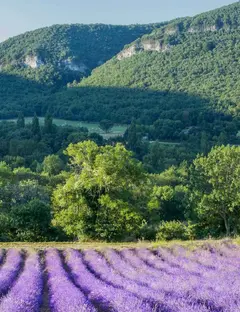 L'essentiel de Lavande