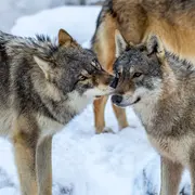 L'amour est dans le Parc 