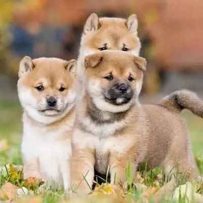 Salon du chiot et du bien-être animal 