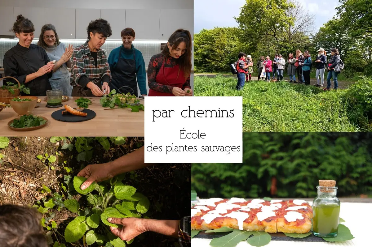 Journée immersive Gastronomie des plantes sauvages