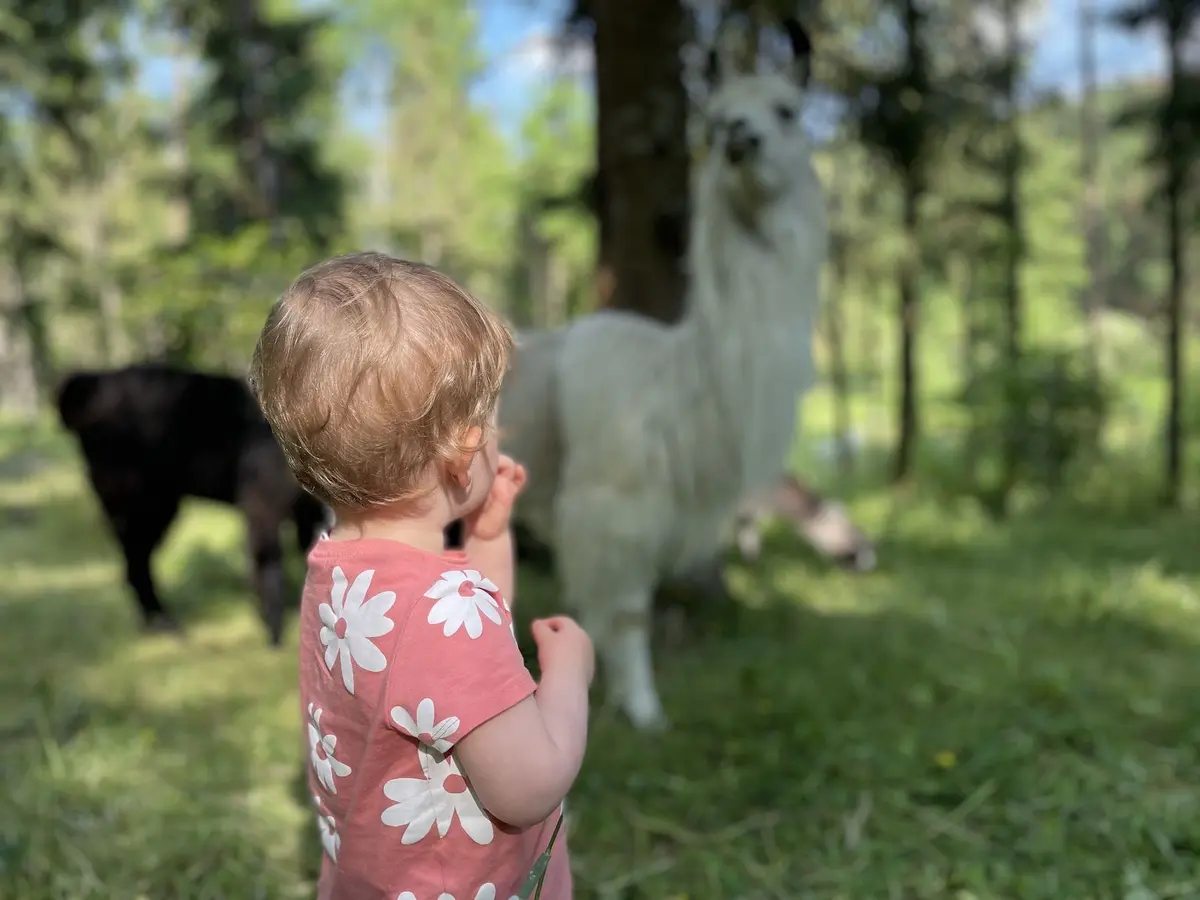 Lama Loisir Mamirolle