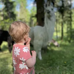 Lama Loisir
