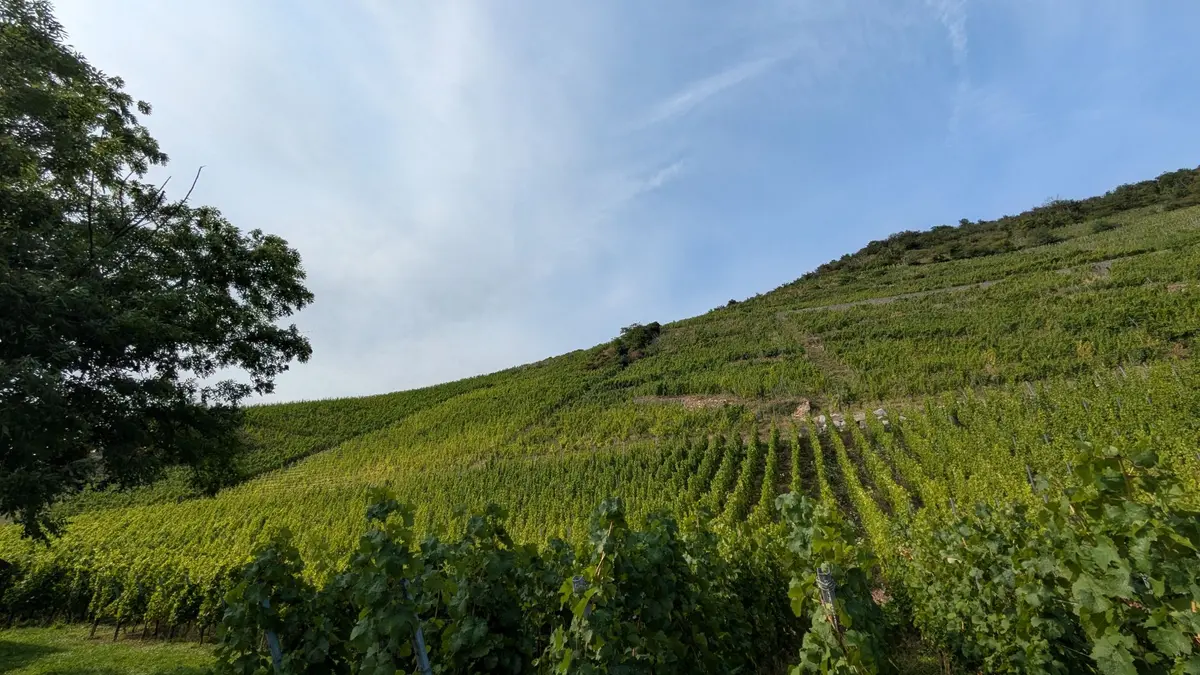 Dégustation de vins du Rangen et jeux sensoriels