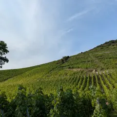 Dégustation de vins du Rangen et jeux sensoriels