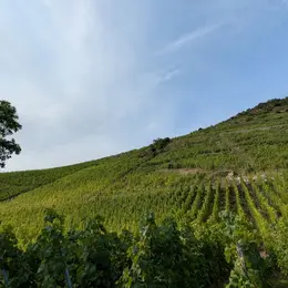Dégustation de vins du Rangen et jeux sensoriels