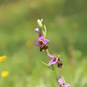 Visite Nature - Safari Orchidées