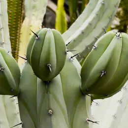 Conférence L'Aventure des plantes dans les déserts