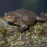 SORTIE : Les crapauds amoureux à Widensolen