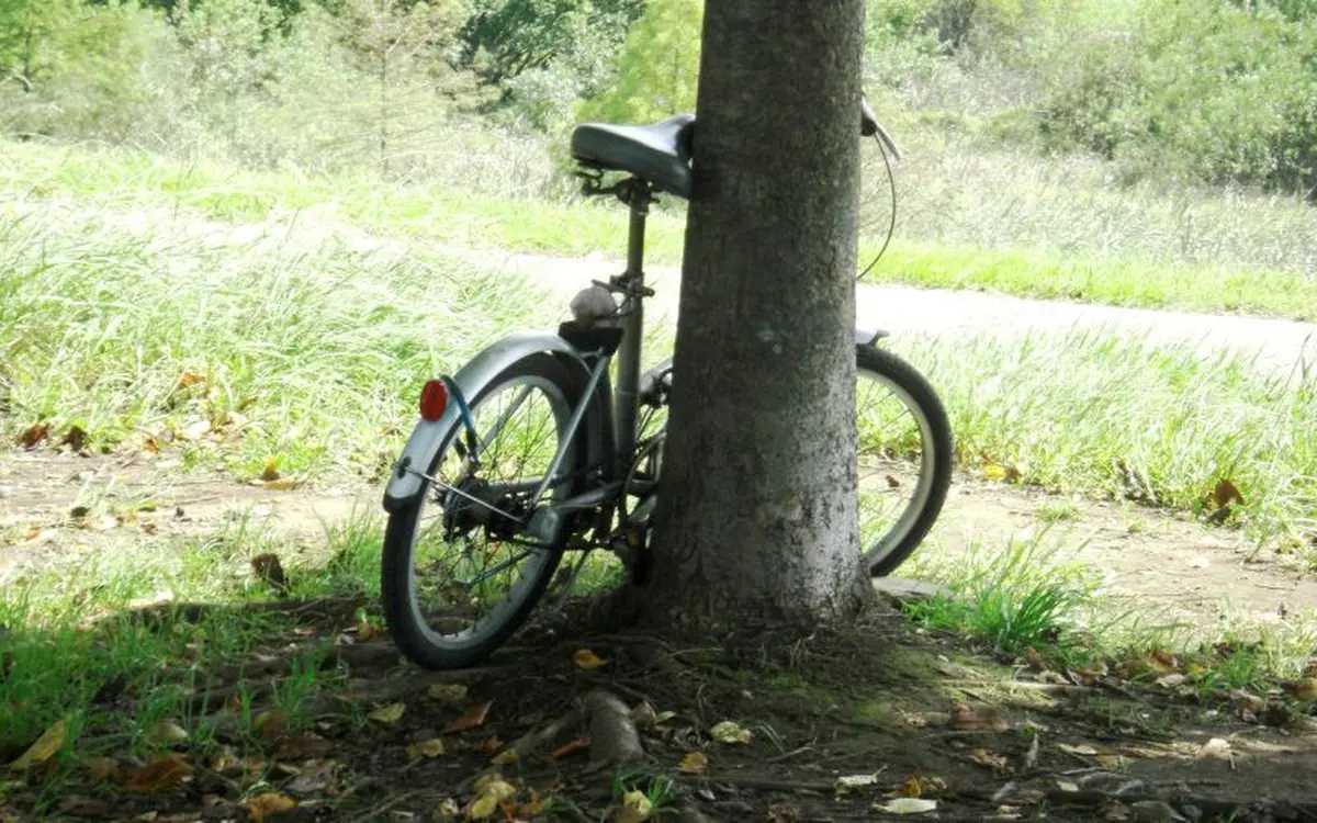 Sortie nature à vélo : la rousserole et le coucou