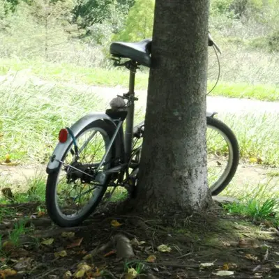Sortie nature à vélo : la rousserole et le coucou