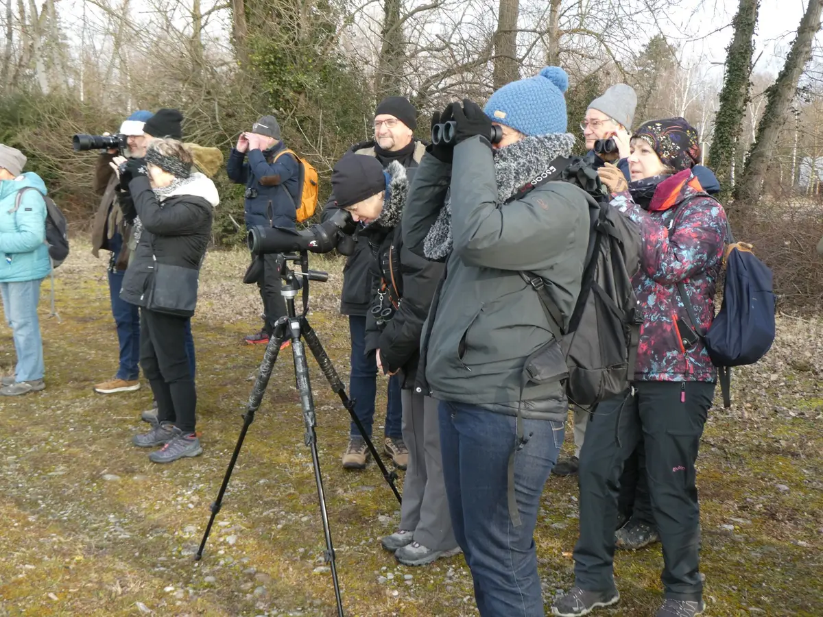 Découvrir les oiseaux hivernants sur le Rhin