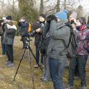 Découvrir les oiseaux hivernants sur le Rhin