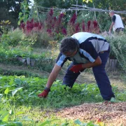 Jardin nourricier - Visite, récolte, distribution de légumes aux épiceries solidaires et repas